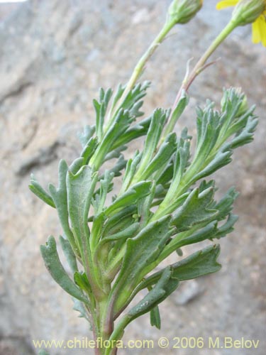 Bild von Senecio sp. #1728 (). Klicken Sie, um den Ausschnitt zu vergrössern.