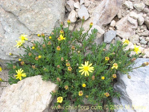 Bild von Senecio sp. #1728 (). Klicken Sie, um den Ausschnitt zu vergrössern.