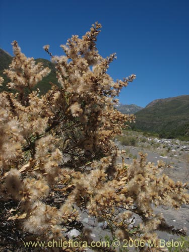 Image of Proustia cuneifolia (Huañil). Click to enlarge parts of image.