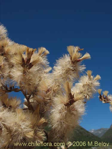 Image of Proustia cuneifolia (Huañil). Click to enlarge parts of image.