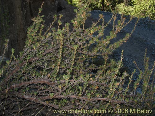 Image of Tetraglochin alatum (Horizonte / Caulia). Click to enlarge parts of image.