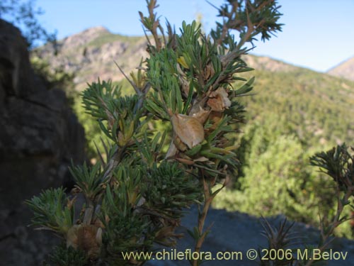 Image of Tetraglochin alatum (Horizonte / Caulia). Click to enlarge parts of image.