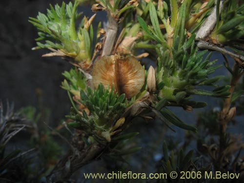 Image of Tetraglochin alatum (Horizonte / Caulia). Click to enlarge parts of image.