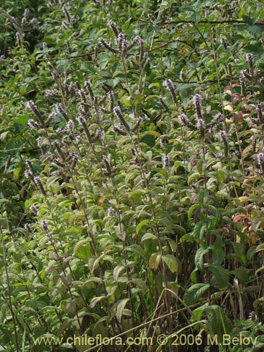 Bild von Mentha aquatica (Hierba buena / Bergamota / Sándalo de agua). Klicken Sie, um den Ausschnitt zu vergrössern.