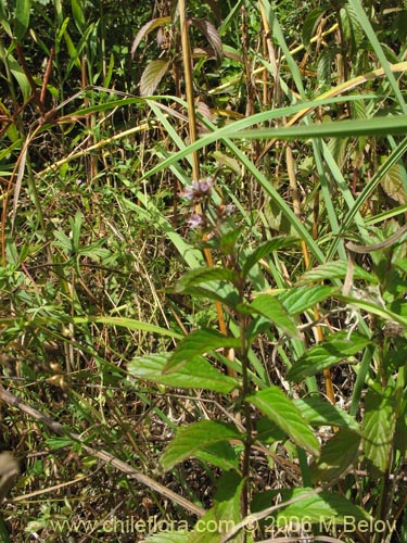Bild von Mentha aquatica (Hierba buena / Bergamota / Sándalo de agua). Klicken Sie, um den Ausschnitt zu vergrössern.