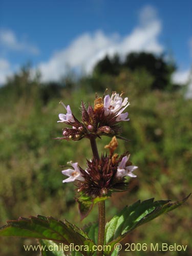 Bild von Mentha aquatica (Hierba buena / Bergamota / Sándalo de agua). Klicken Sie, um den Ausschnitt zu vergrössern.