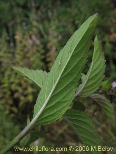 Bild von Mentha aquatica (Hierba buena / Bergamota / Sándalo de agua). Klicken Sie, um den Ausschnitt zu vergrössern.