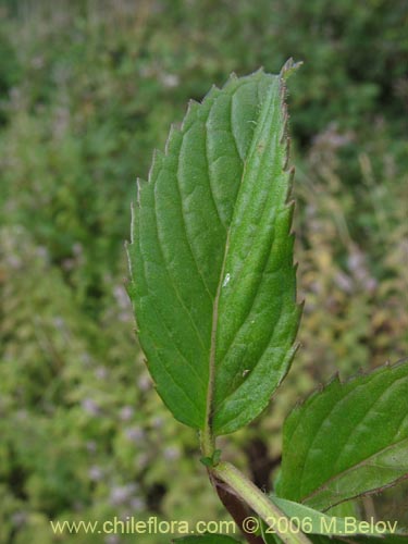 Bild von Mentha aquatica (Hierba buena / Bergamota / Sándalo de agua). Klicken Sie, um den Ausschnitt zu vergrössern.