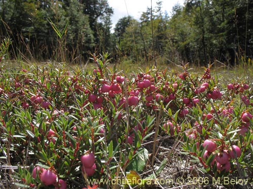 Bild von Gaultheria pumila (Chaura). Klicken Sie, um den Ausschnitt zu vergrössern.