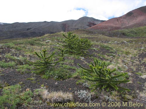 Imágen de Araucaria araucana (Araucaria / Pehuén / Piñonero). Haga un clic para aumentar parte de imágen.