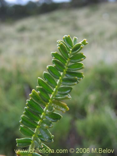 Bild von Adesmia emarginata (Paramela). Klicken Sie, um den Ausschnitt zu vergrössern.