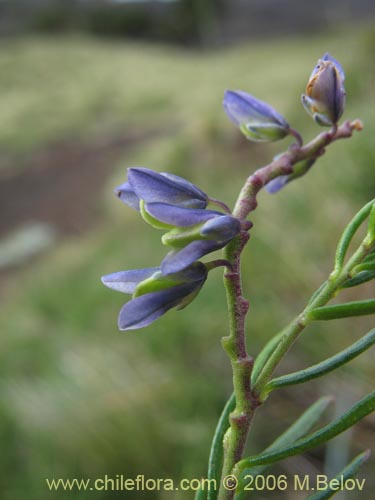 Imágen de Polygala gnidiodes? (Quelen-quelen). Haga un clic para aumentar parte de imágen.