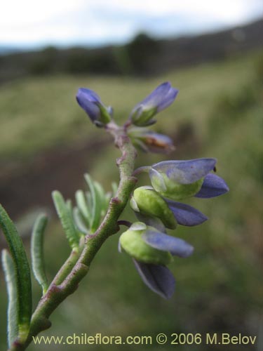 Imágen de Polygala gnidiodes? (Quelen-quelen). Haga un clic para aumentar parte de imágen.