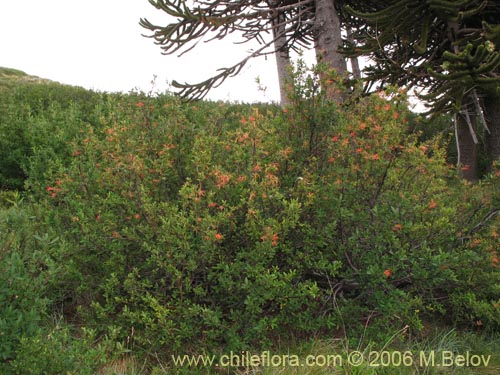 Image of Embothrium coccineum fma. andina (Notro andino / Ciruelillo). Click to enlarge parts of image.