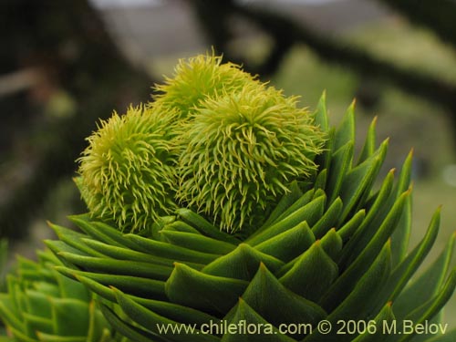 Imágen de Araucaria araucana (Araucaria / Pehuén / Piñonero). Haga un clic para aumentar parte de imágen.