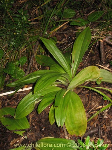 Orchidaceae sp. #0998的照片