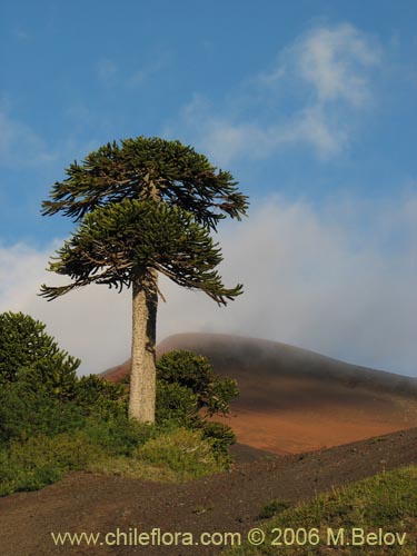 Imágen de Araucaria araucana (Araucaria / Pehuén / Piñonero). Haga un clic para aumentar parte de imágen.