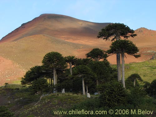 Imágen de Araucaria araucana (Araucaria / Pehuén / Piñonero). Haga un clic para aumentar parte de imágen.