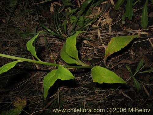 Image of Digitalis purpurea (Dedalera / Campanilla). Click to enlarge parts of image.