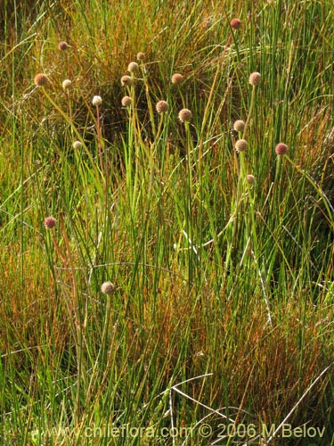 未確認の植物種 sp. #2362の写真