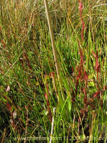 未確認の植物種 sp. #2362の写真