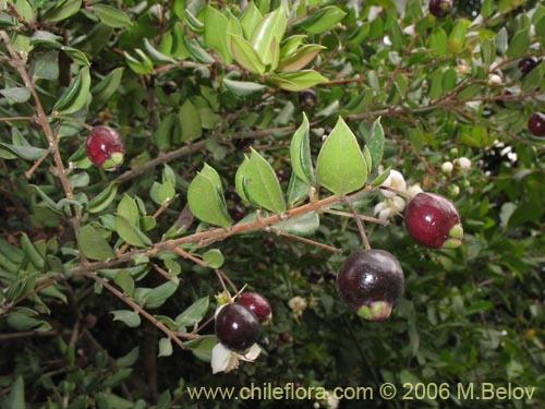 Image of Luma apiculata (Arrayan / Palo colorado). Click to enlarge parts of image.