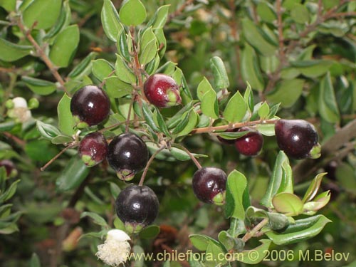 Image of Luma apiculata (Arrayan / Palo colorado). Click to enlarge parts of image.