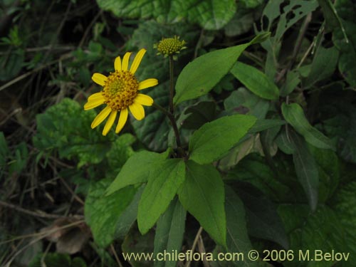 Image of Leptocarpha rivularis (Palo negro). Click to enlarge parts of image.