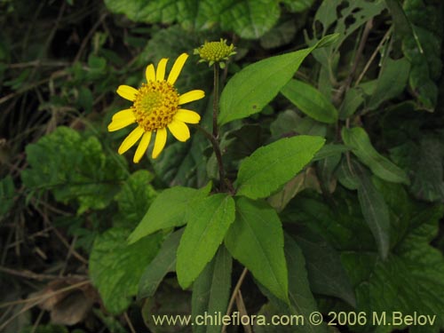Image of Leptocarpha rivularis (Palo negro). Click to enlarge parts of image.