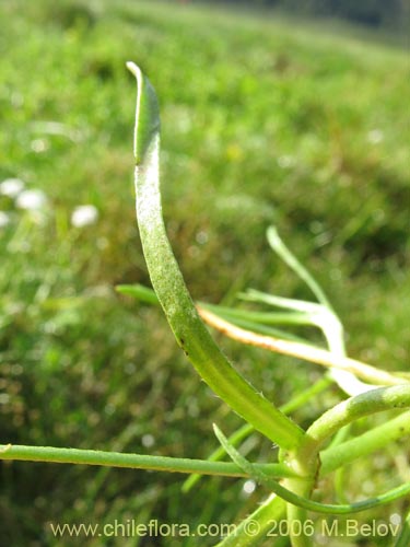 Bild von Boraginaceae sp. #3036 (). Klicken Sie, um den Ausschnitt zu vergrössern.