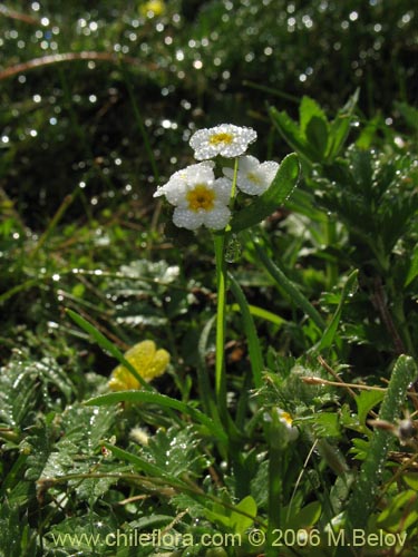 Bild von Boraginaceae sp. #3036 (). Klicken Sie, um den Ausschnitt zu vergrössern.