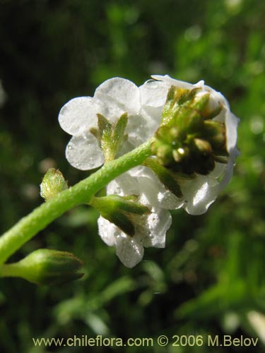 Bild von Boraginaceae sp. #3036 (). Klicken Sie, um den Ausschnitt zu vergrössern.