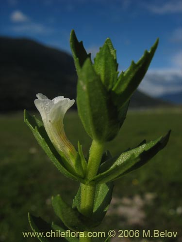 Bild von Gratiola peruviana (Contrayerba). Klicken Sie, um den Ausschnitt zu vergrössern.