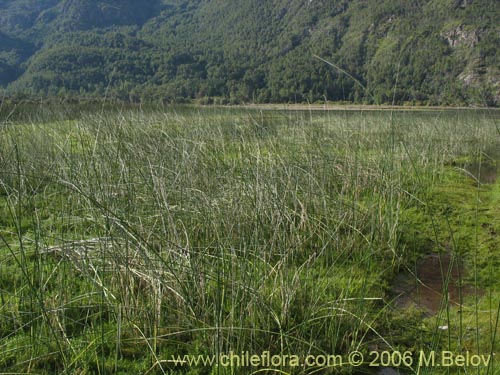 没断定的植物 sp. #2307的照片