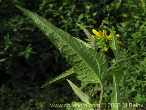 Image of Leptocarpha rivularis (Palo negro). Click to enlarge parts of image.