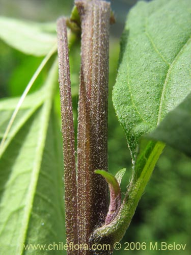 Image of Leptocarpha rivularis (Palo negro). Click to enlarge parts of image.