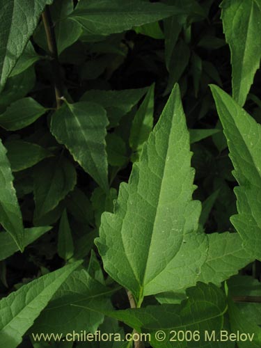 Image of Leptocarpha rivularis (Palo negro). Click to enlarge parts of image.