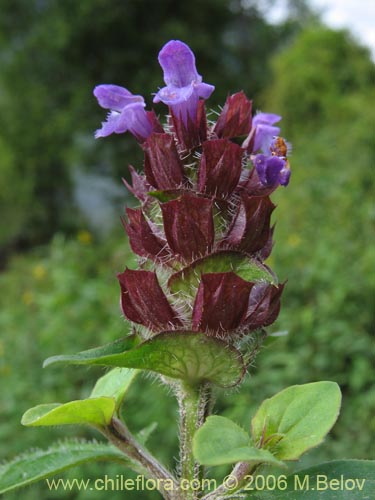 Image of Prunella vulgaris (Hierba mora / Hierba negra). Click to enlarge parts of image.