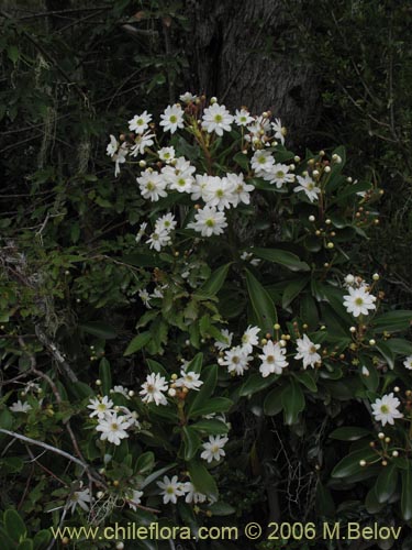 Image of Drimys andina (Canelo enano / Canelo andino). Click to enlarge parts of image.