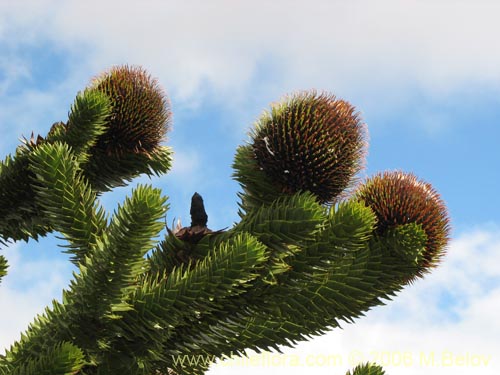 Imágen de Araucaria araucana (Araucaria / Pehuén / Piñonero). Haga un clic para aumentar parte de imágen.