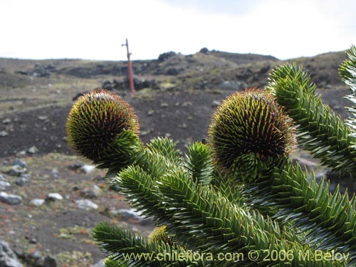 Imágen de Araucaria araucana (Araucaria / Pehuén / Piñonero). Haga un clic para aumentar parte de imágen.