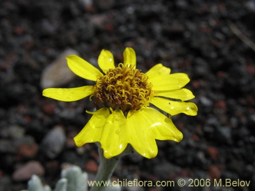 Image of Senecio sp. #1564 (). Click to enlarge parts of image.