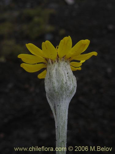 Image of Senecio sp. #1564 (). Click to enlarge parts of image.