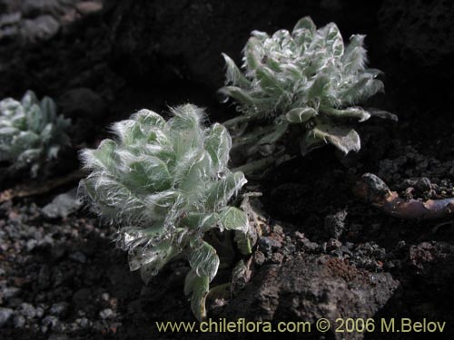 Image of Chaetanthera villosa (Chinita). Click to enlarge parts of image.