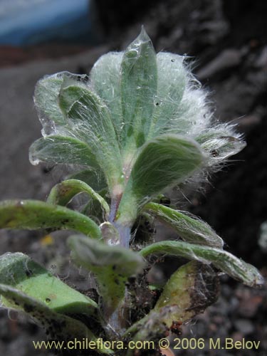Image of Chaetanthera villosa (Chinita). Click to enlarge parts of image.