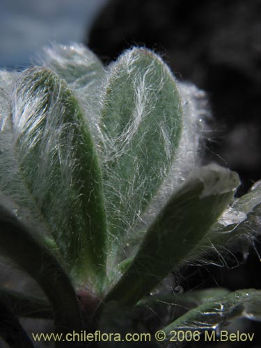 Image of Chaetanthera villosa (Chinita). Click to enlarge parts of image.