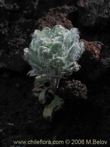 Image of Chaetanthera villosa (Chinita). Click to enlarge parts of image.