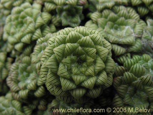 Bild von Nassauvia lagascae (Repollito / Nassauvia pigmea). Klicken Sie, um den Ausschnitt zu vergrössern.