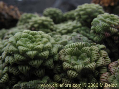 Bild von Nassauvia lagascae (Repollito / Nassauvia pigmea). Klicken Sie, um den Ausschnitt zu vergrössern.