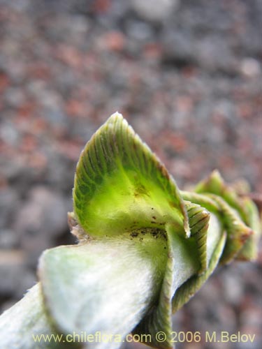 Image of Nassauvia argentea (Nassauvia). Click to enlarge parts of image.
